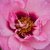 Rose - Rosiers floribunda - Esther Queen of Persia